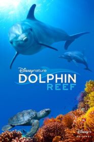 Dolphin Reef CDA