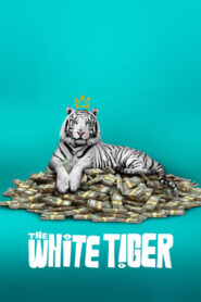 Biały tygrys CDA